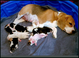 Day 9 - Milk Coma
